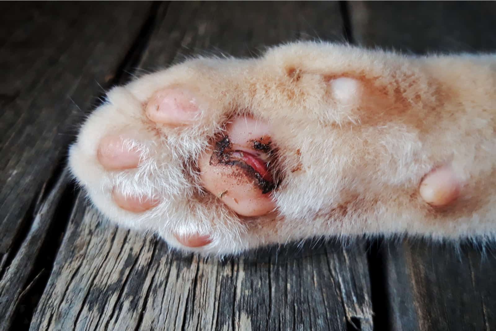 infected cat's paw