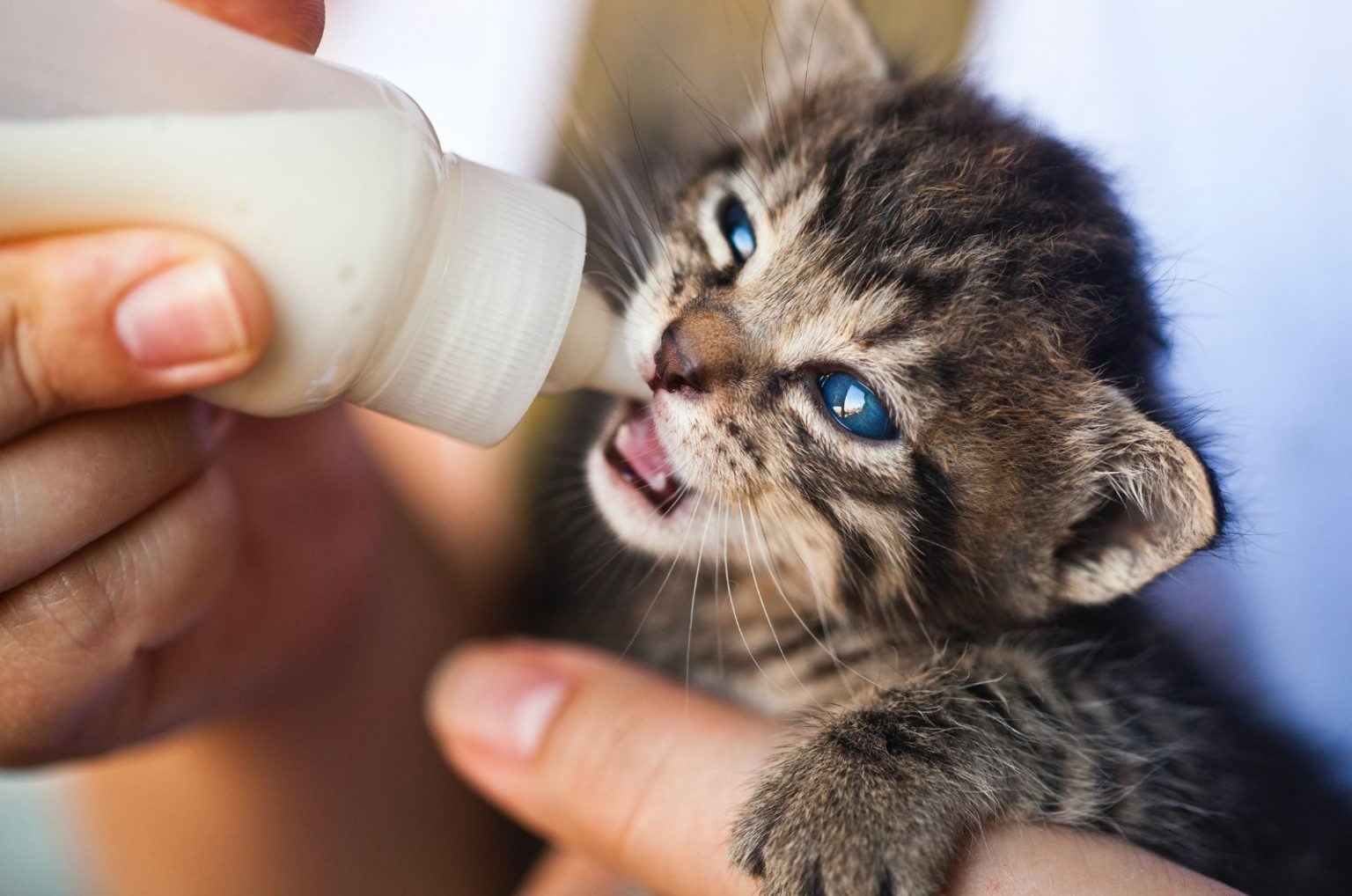 Do Cats Like Milk? Truth Or Myth?