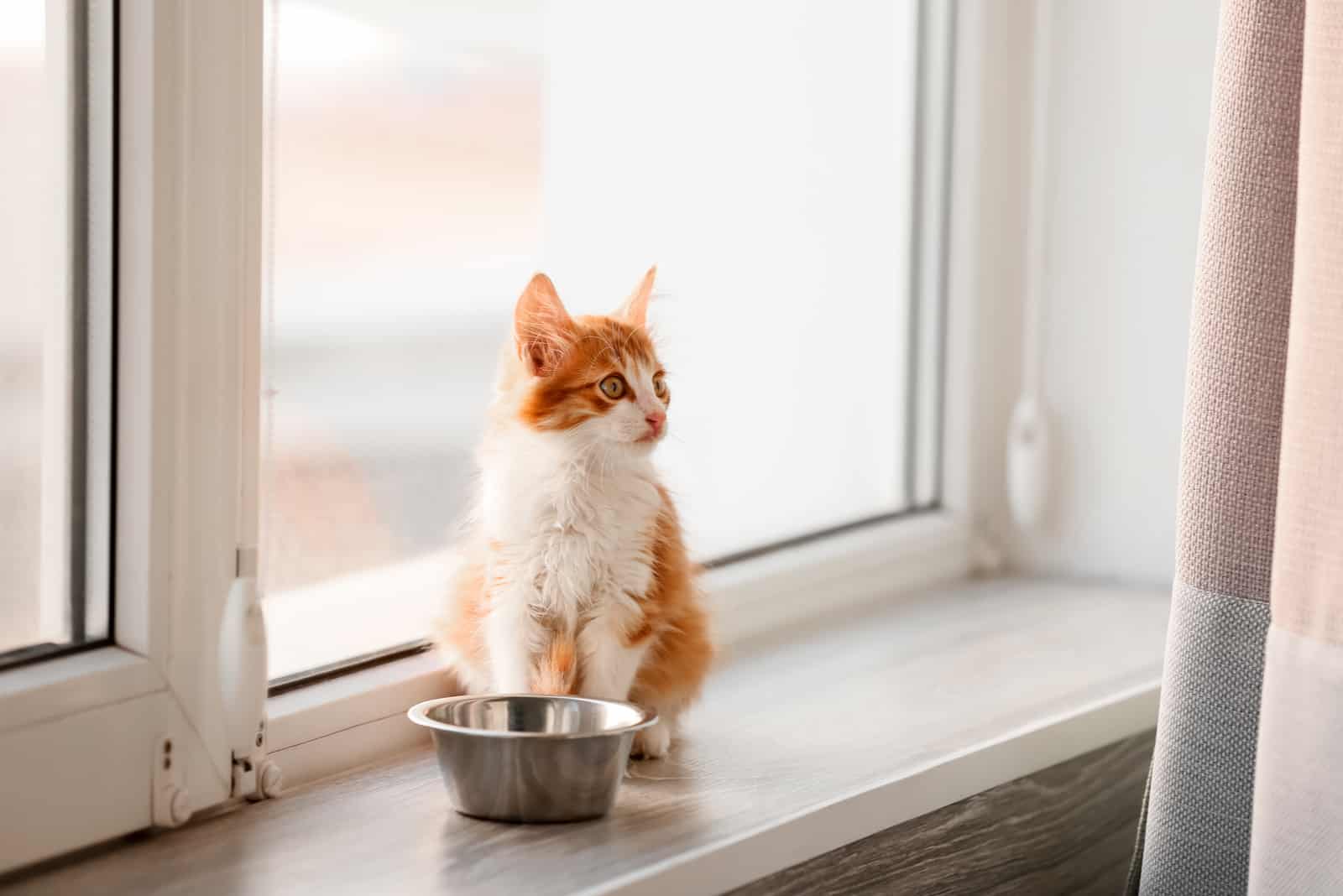 kitten eating food by window