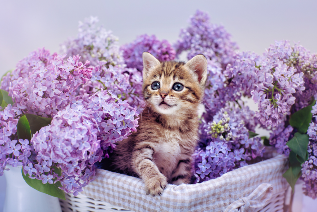 space-names-for-cats-250-astrology-celestial-cat-names