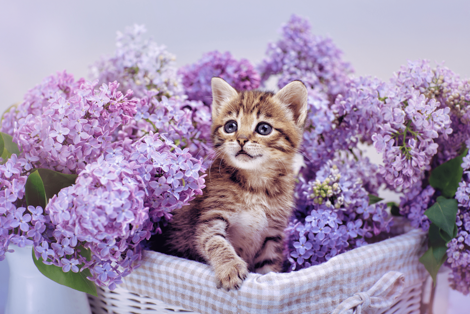kitten in a basket with lilacs
