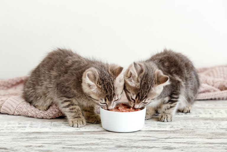 Why My Cat Wont Eat Wet Food? All There Is To Know!