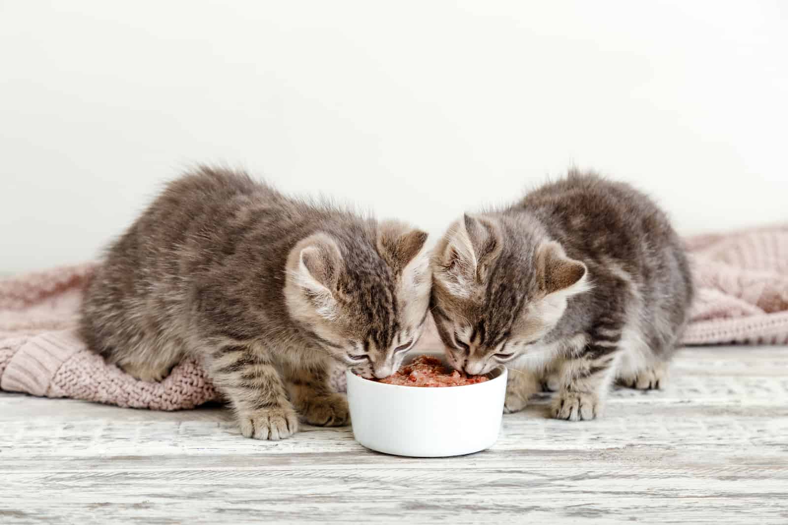 kittens eat food from a bowl