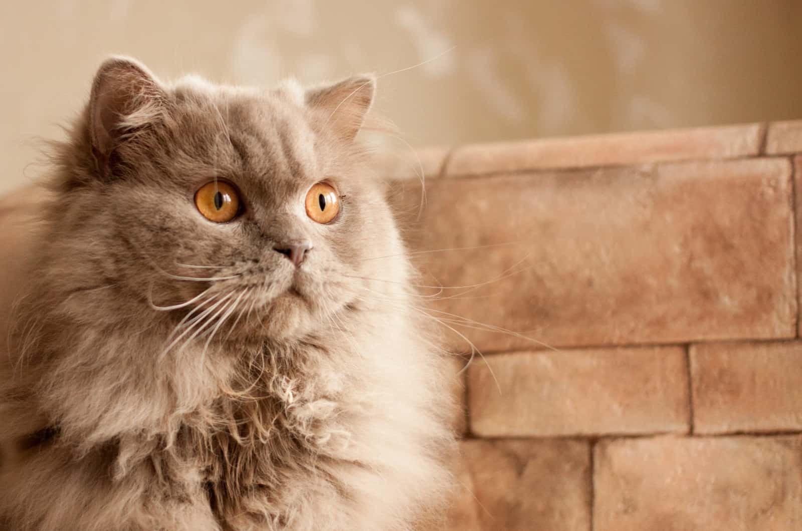 lilac British longhair cat