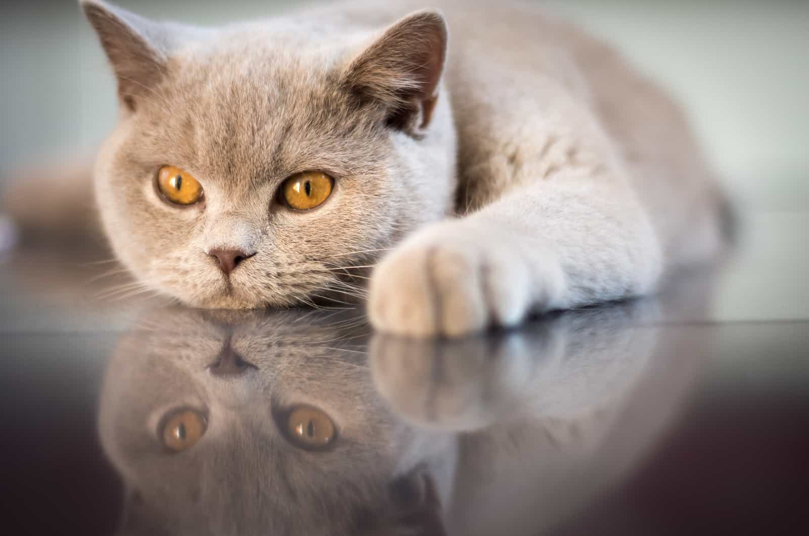 lilac British shorthair tom cat with yellow gold eyes daydreaming