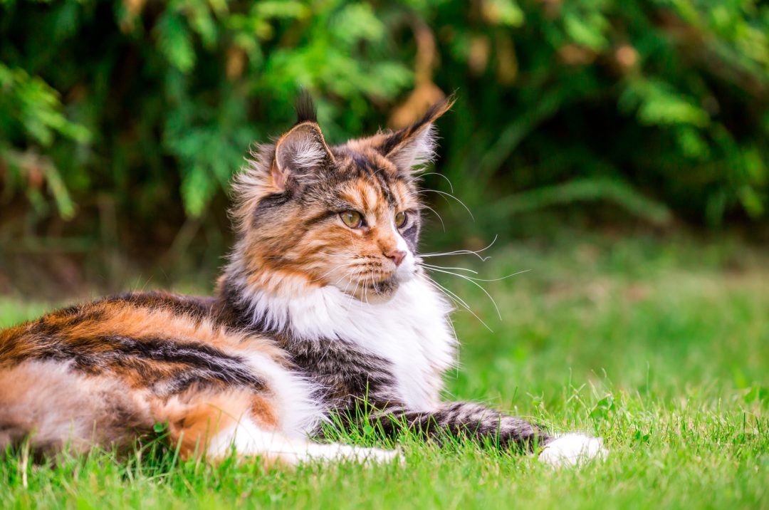 11 Best Maine Coon Breeders In Wisconsin