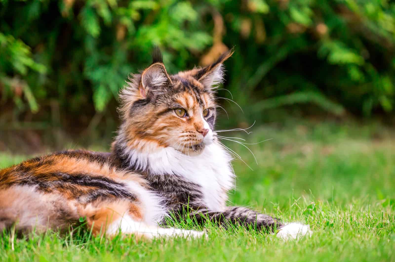maine coon cat laying outdoor