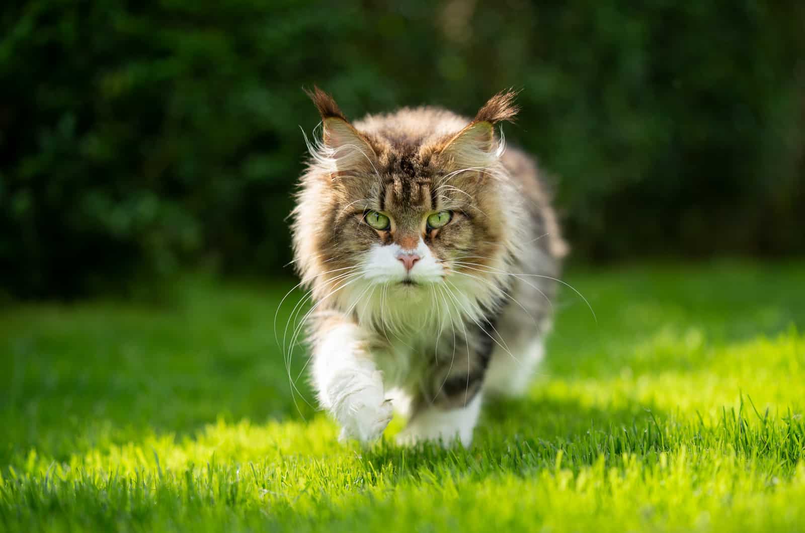maine coon cat outdoors in sunny green garden