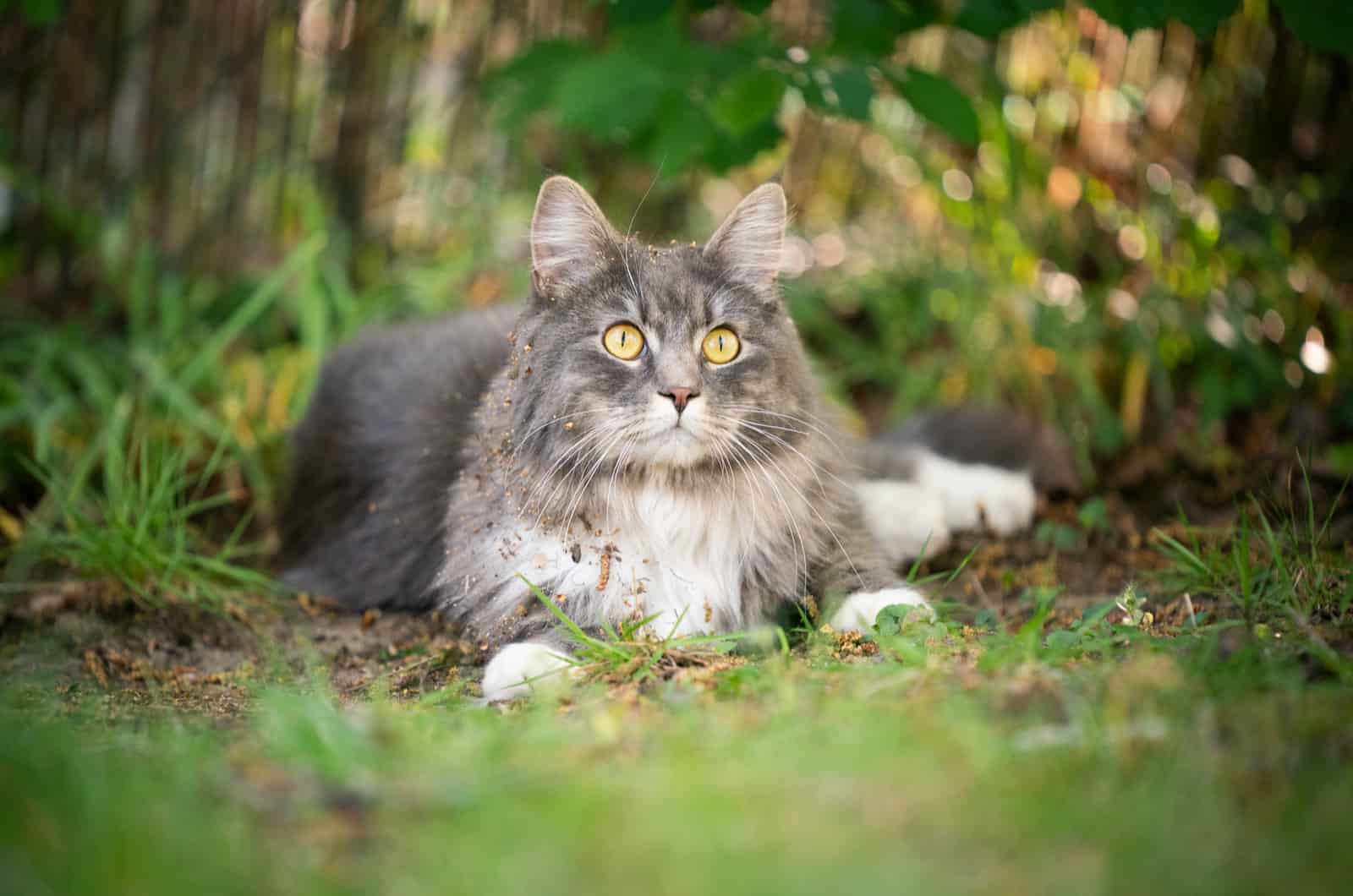 maine coon cat with dirty fur after rolling in the dirt 