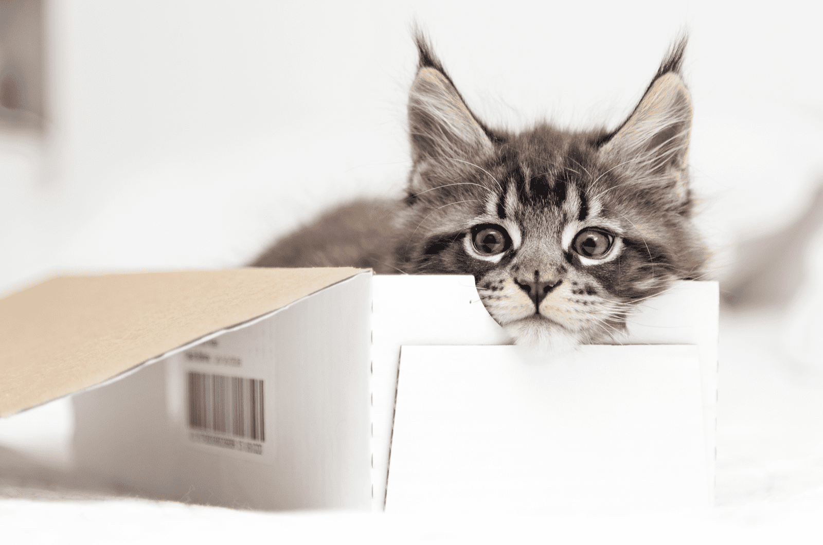 Maine Coon kitten in a box