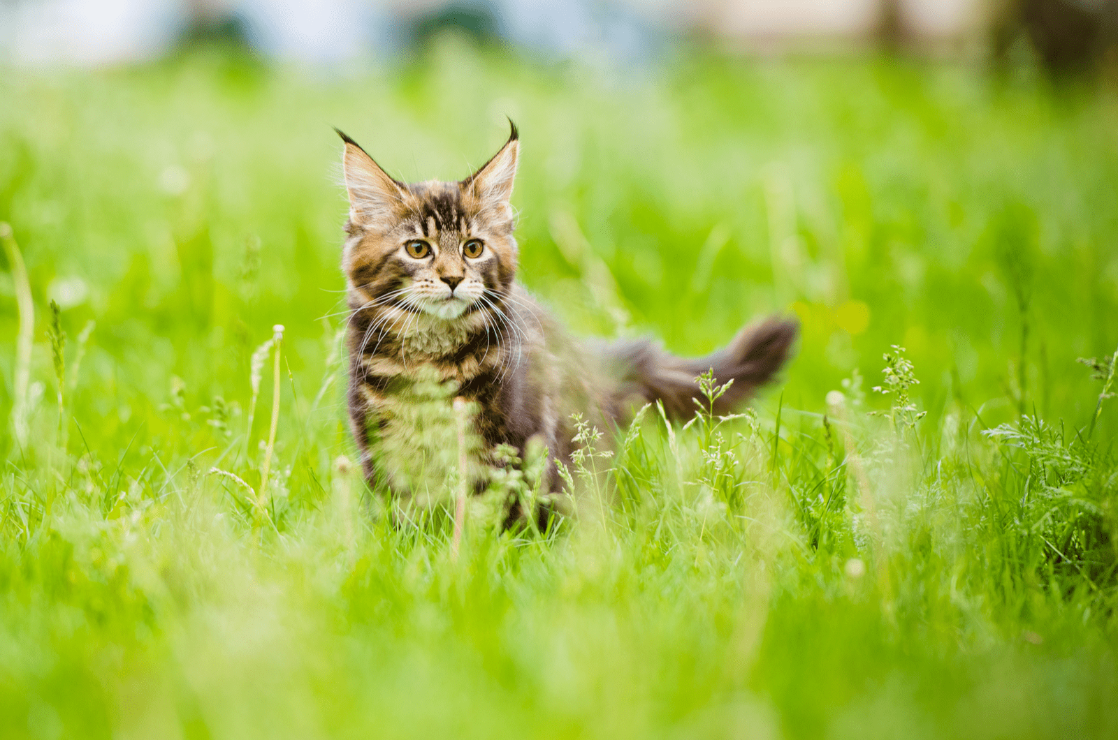 maine coon cat walks in the meadow