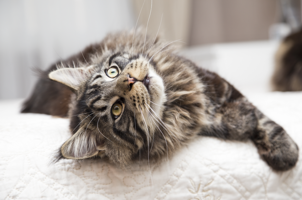 Maine Coon Cat Price And Costs Are They Worth The Money?