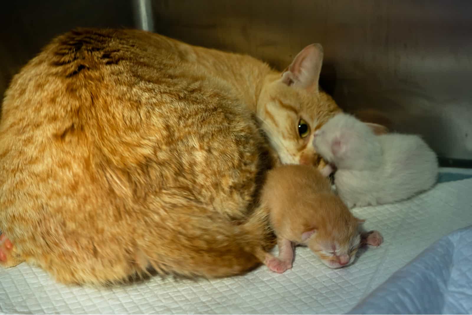 mother cat laying with her newborn kitten