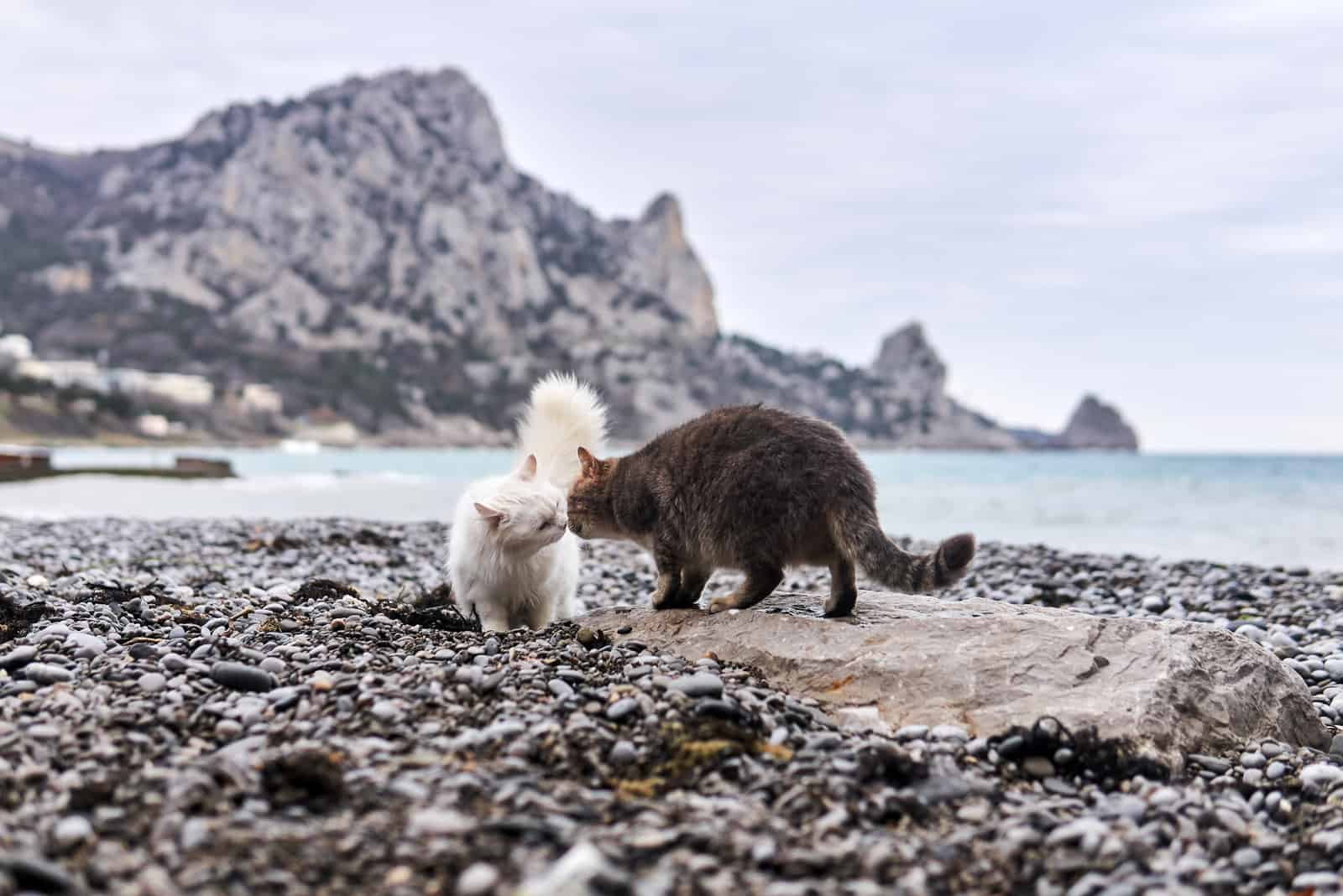 on the beach Cats Mounting Each Other