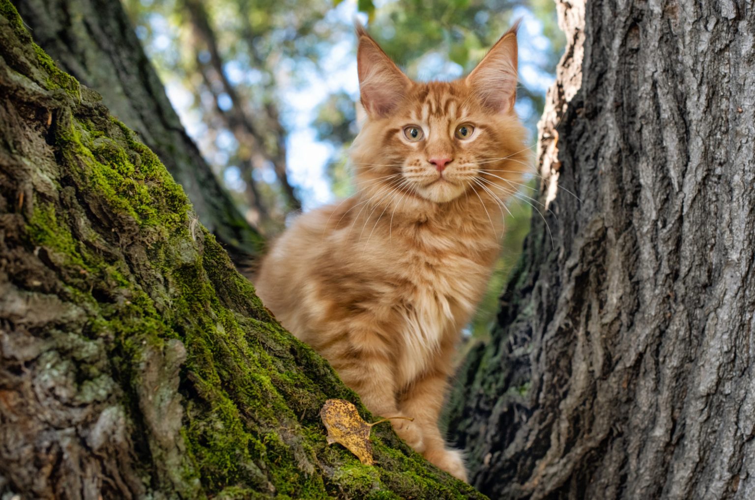 List Of TOP 8 Maine Coon Breeders In Alabama