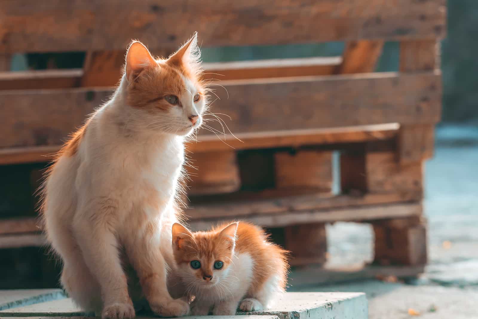 orange cat and kitten