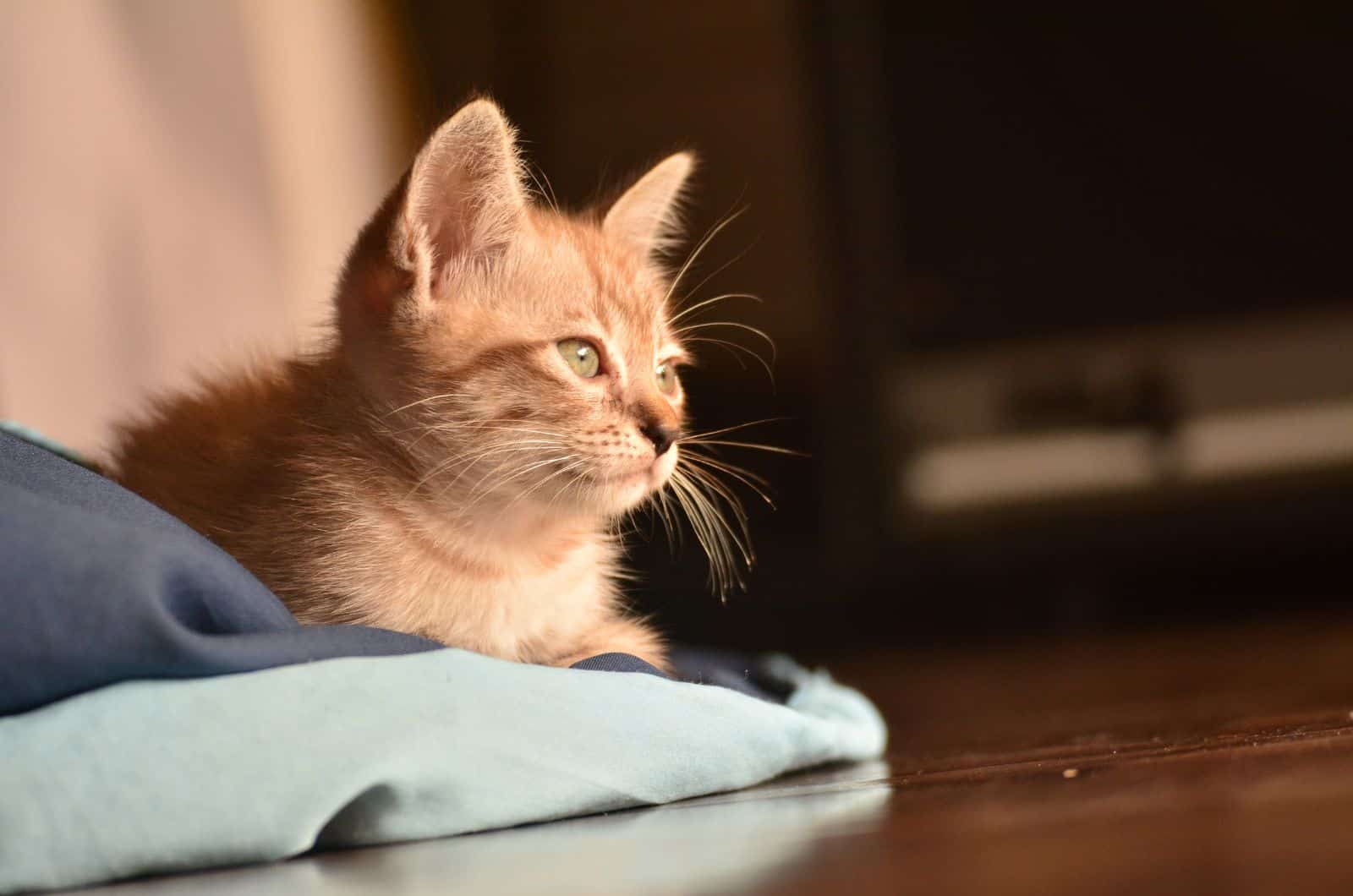 orange cat lying on blue blanket