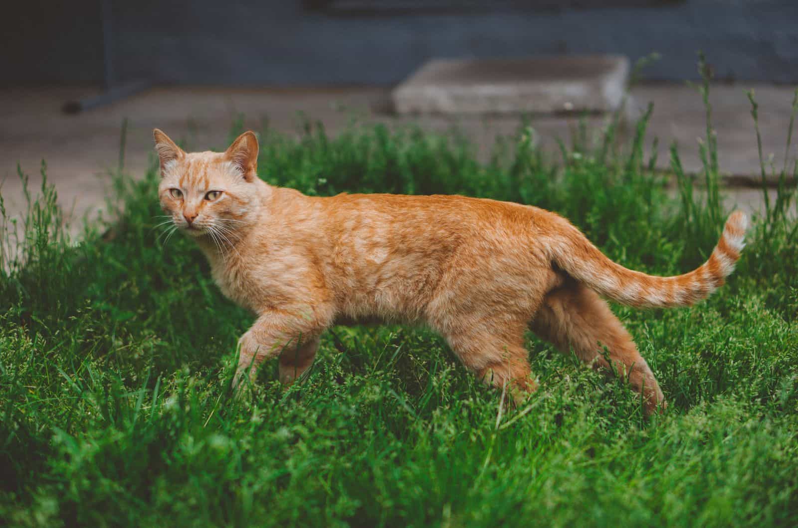 orange cat walking on grass