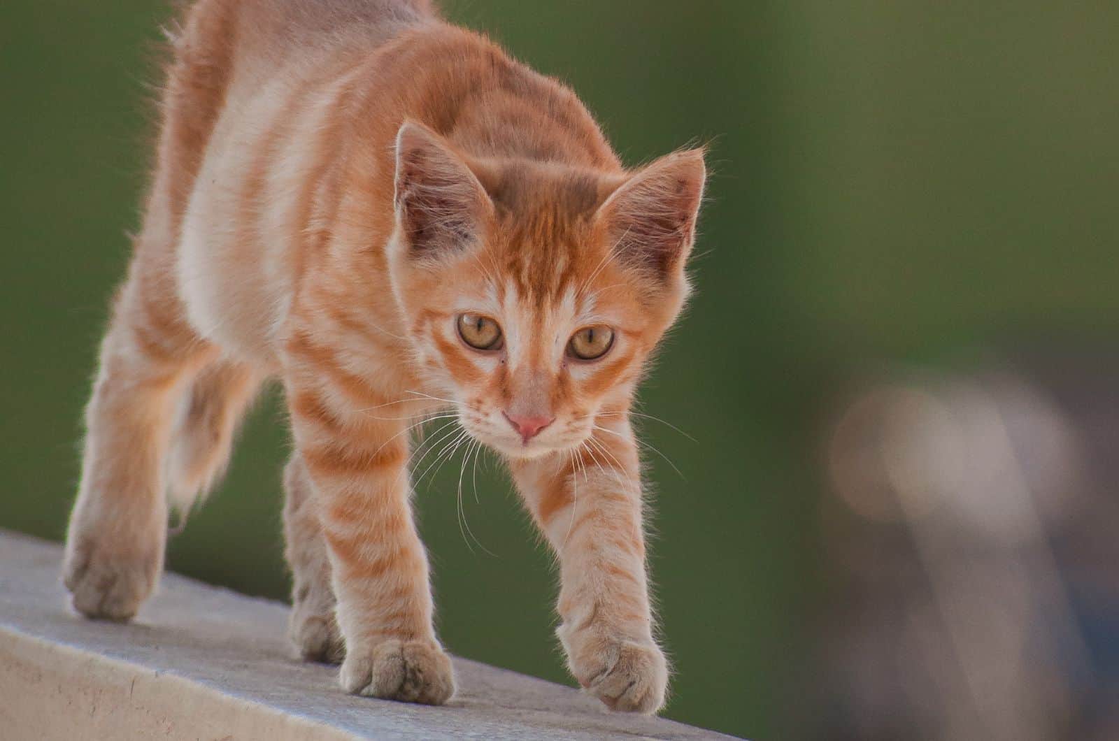 orange cat walking on wall