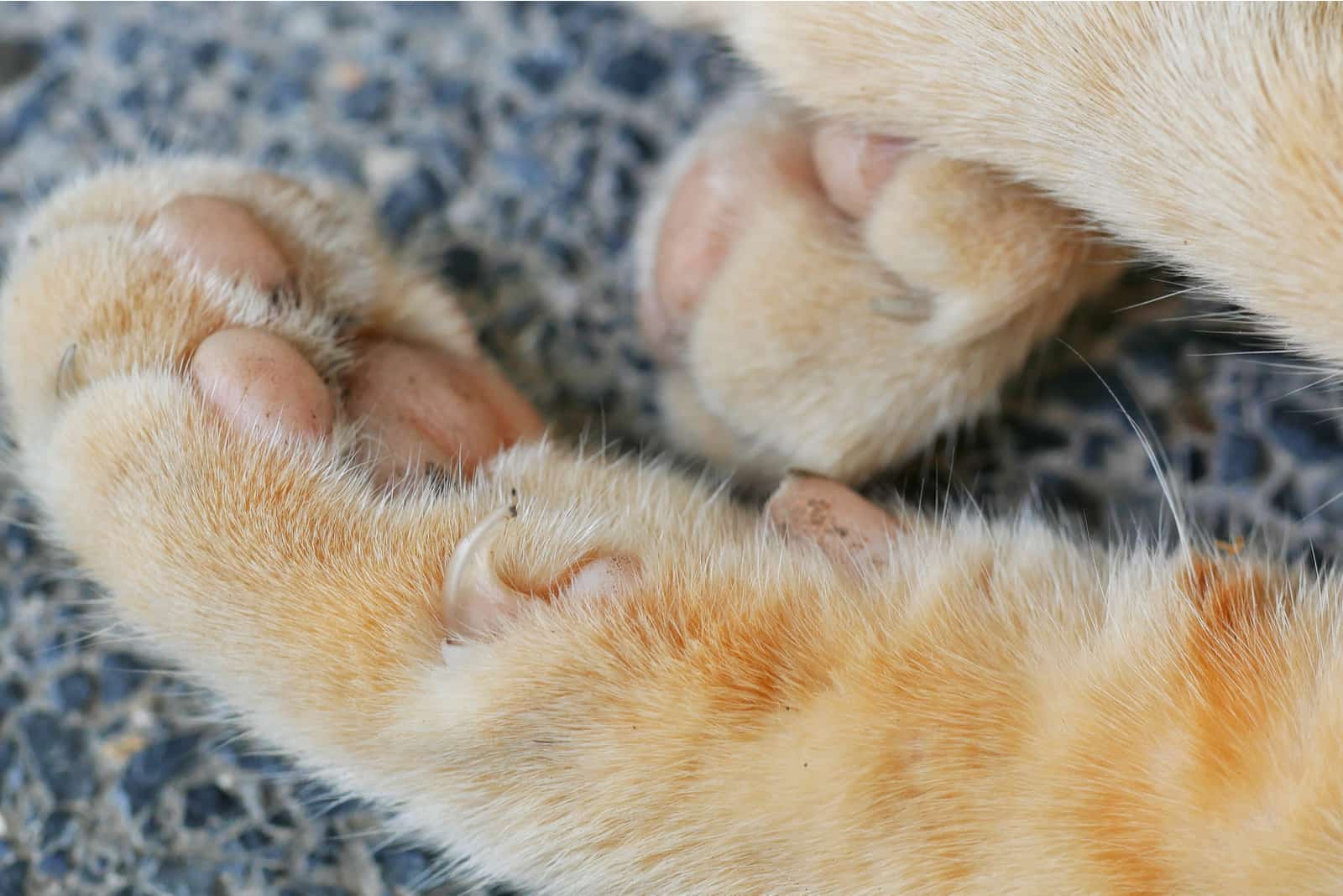 orange cat's Paw Pad