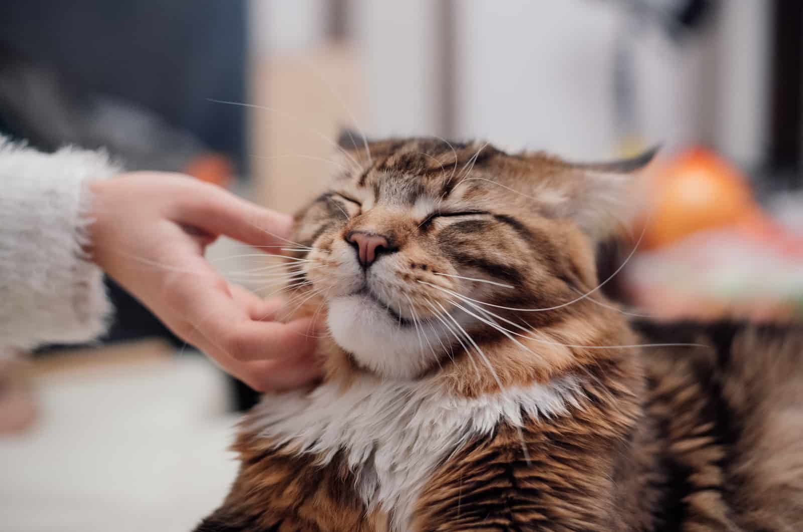 owner petting Maine Coon