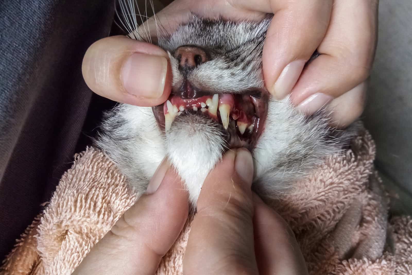person examining a cat's mouth