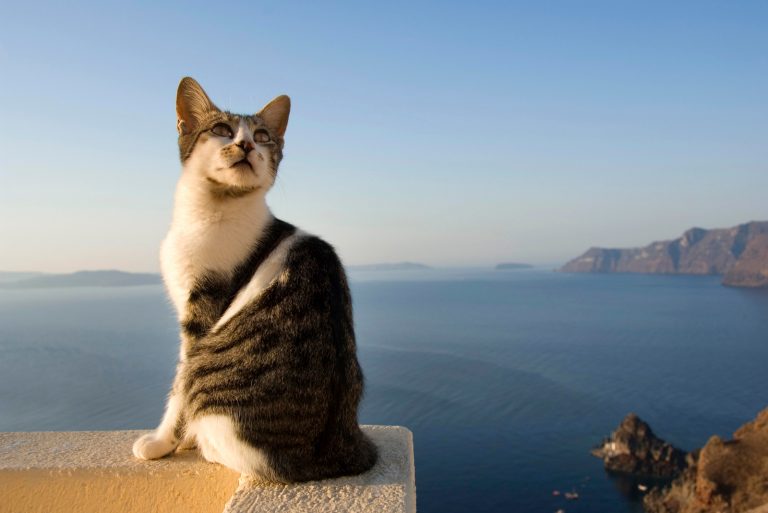 200+ Best Ever Nautical Cat Names