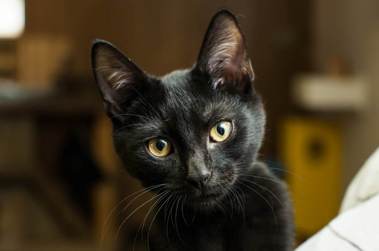 picture of black cat