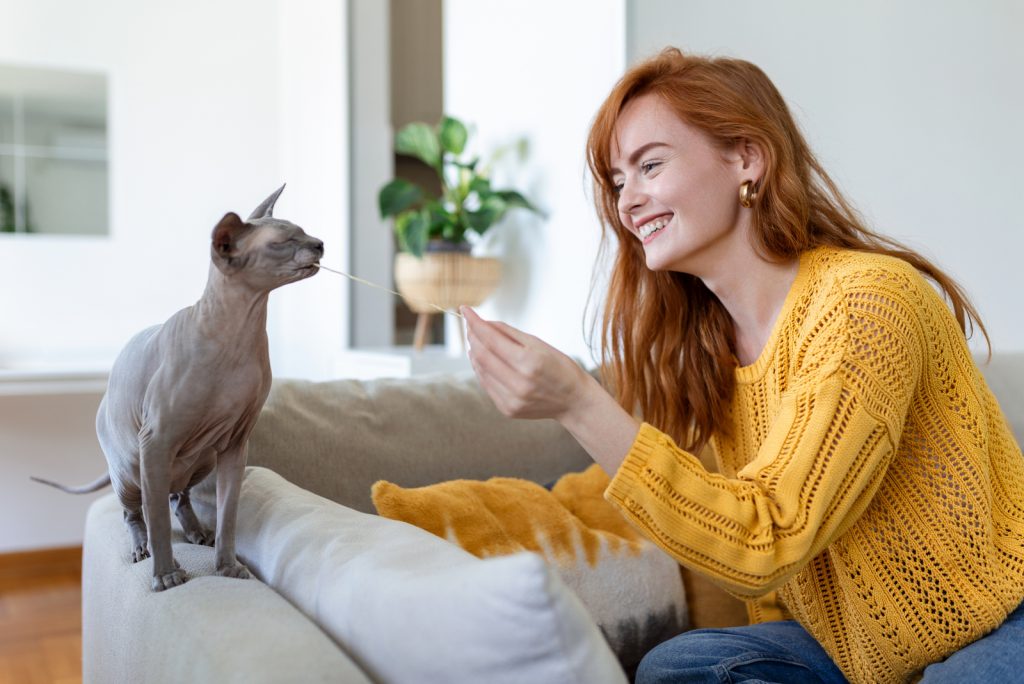 Why Do Cats Carry Toys And Meow? All You Need To Know!