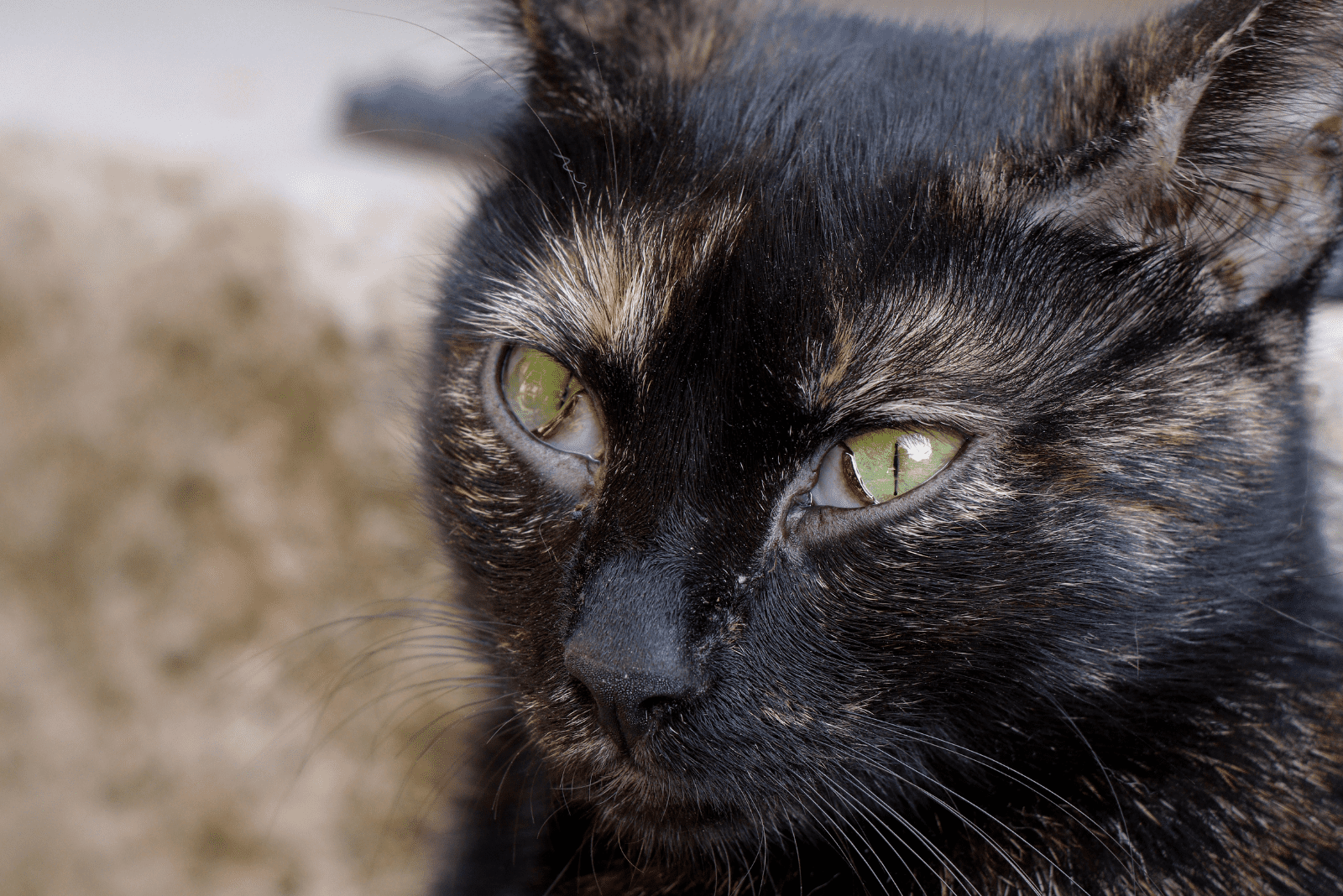 portrait of a black cat with a third eyelid