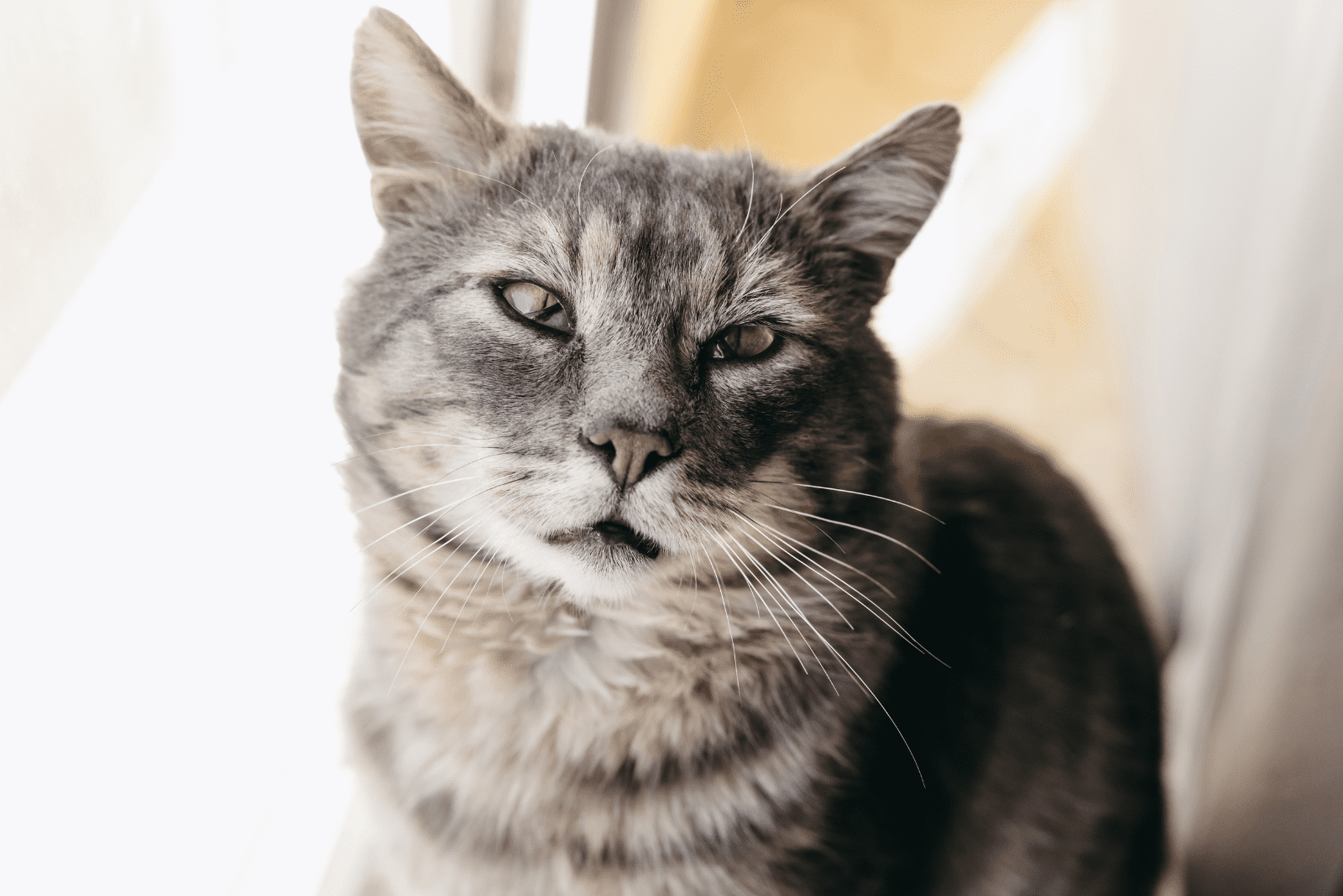 portrait of a cat with a third eyelid