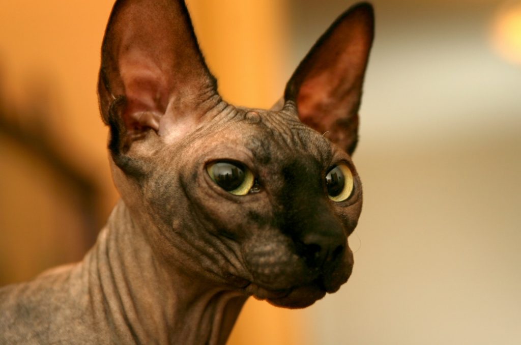 Sphynx Cat For Sale Oregon Breeders List!