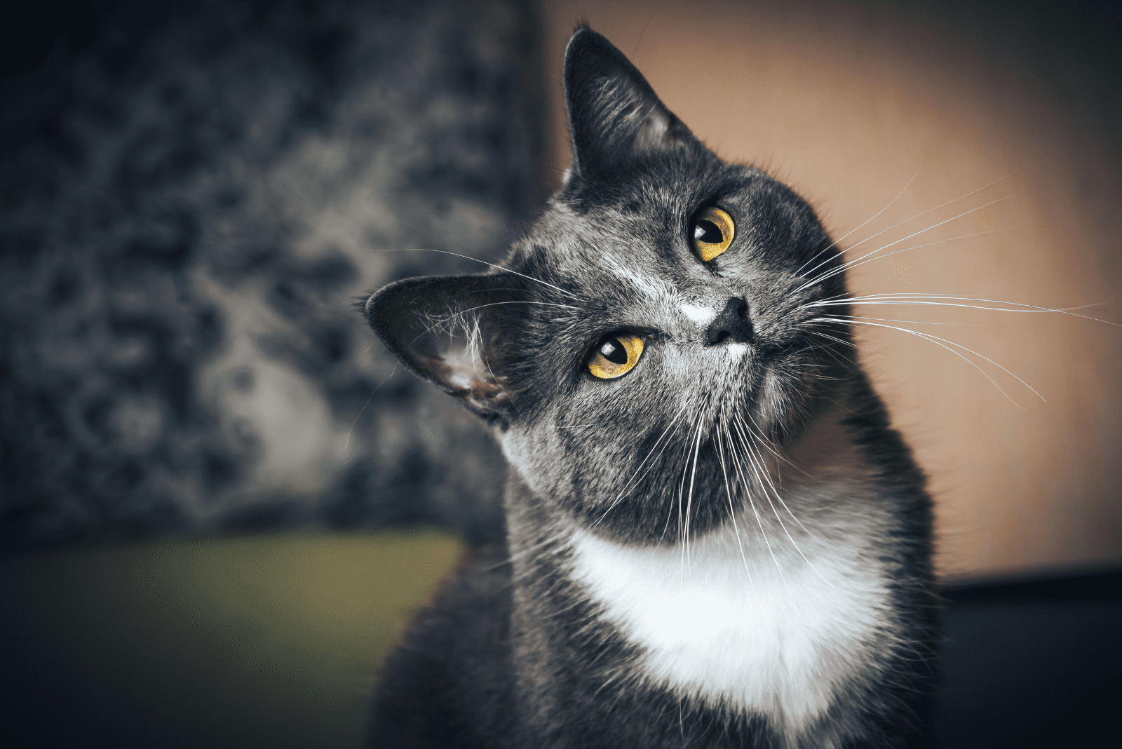 portrait of an adorable cat