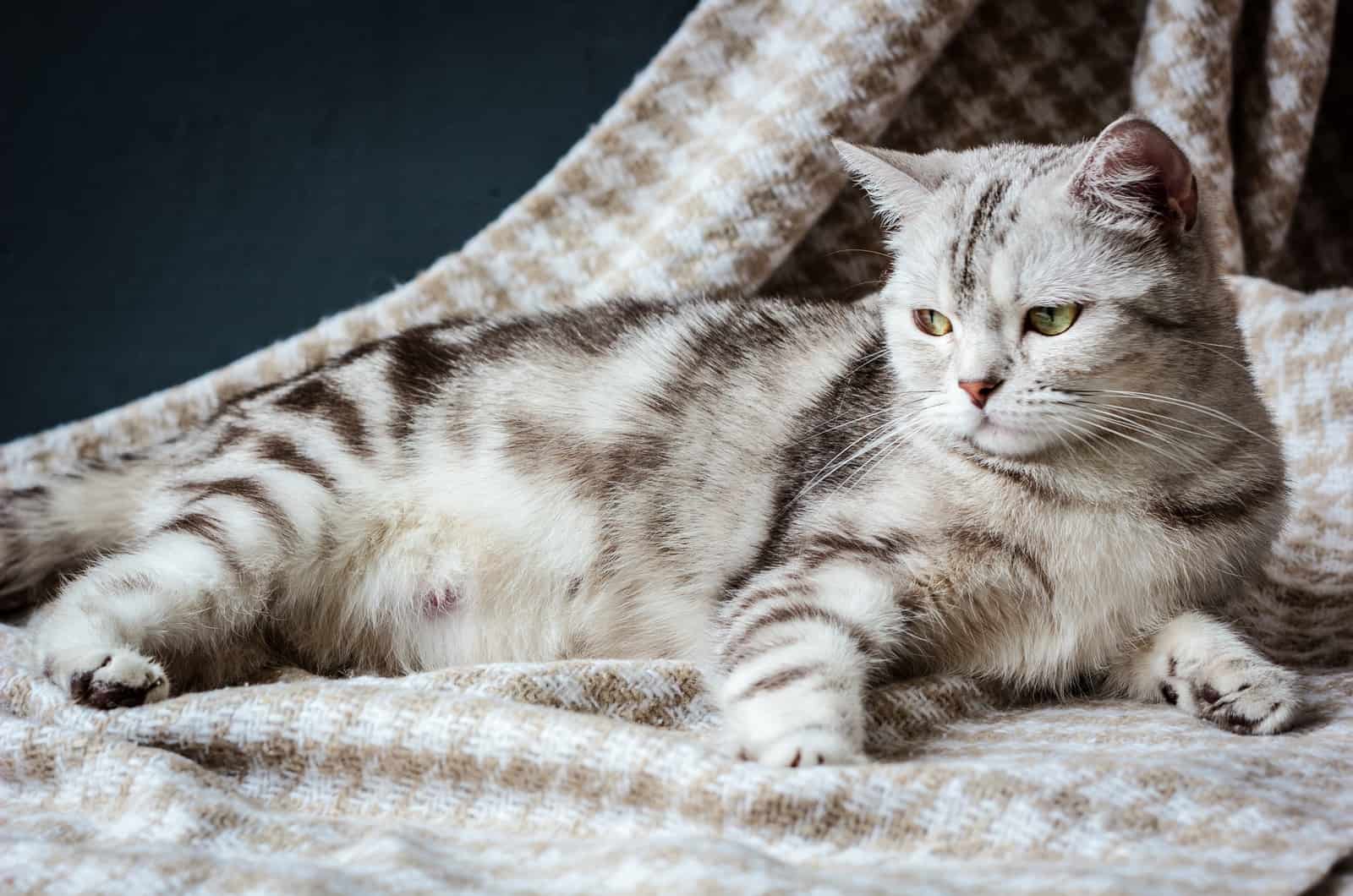 pregnant cat lying on bed