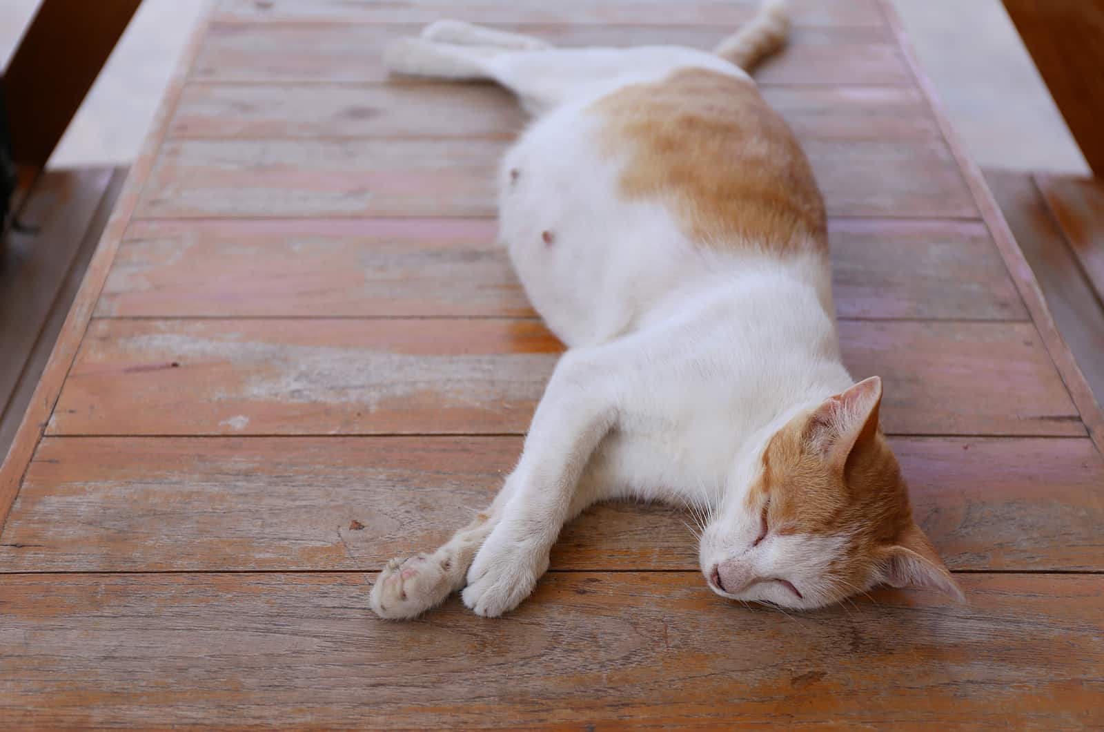 pregnant cat lying on dock
