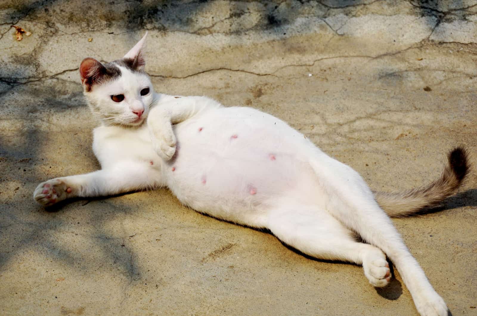 pregnant cat lying on ground
