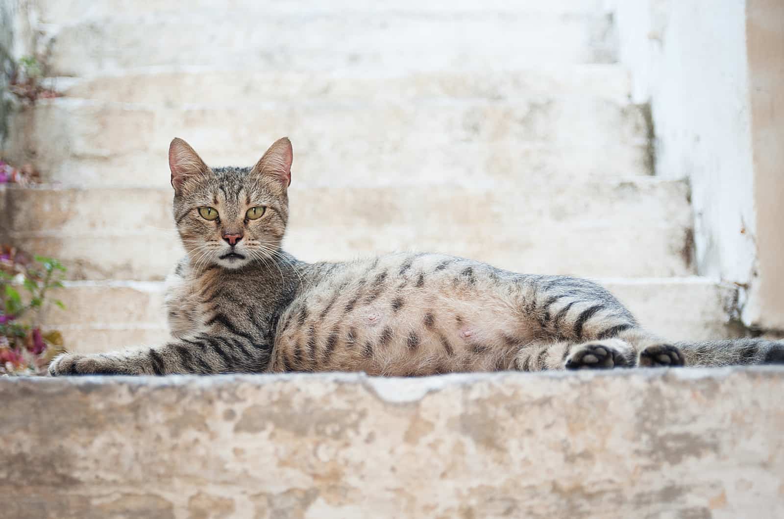 pregnant cat lying on stairs