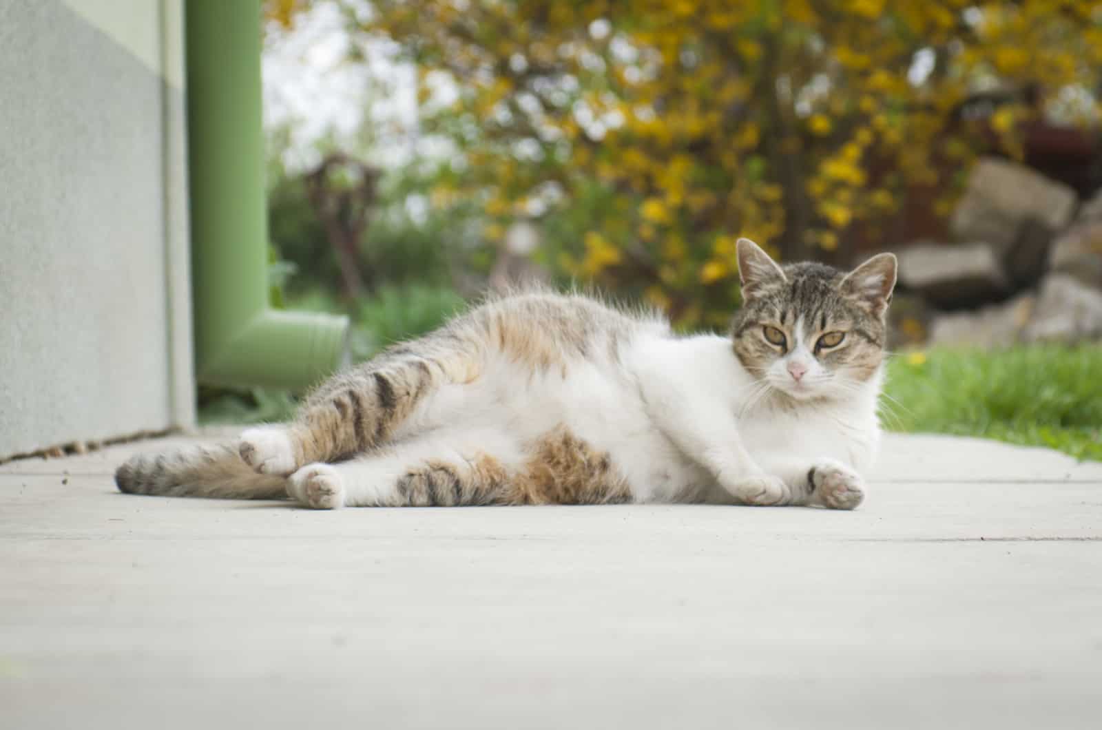 pregnant cat lying outside