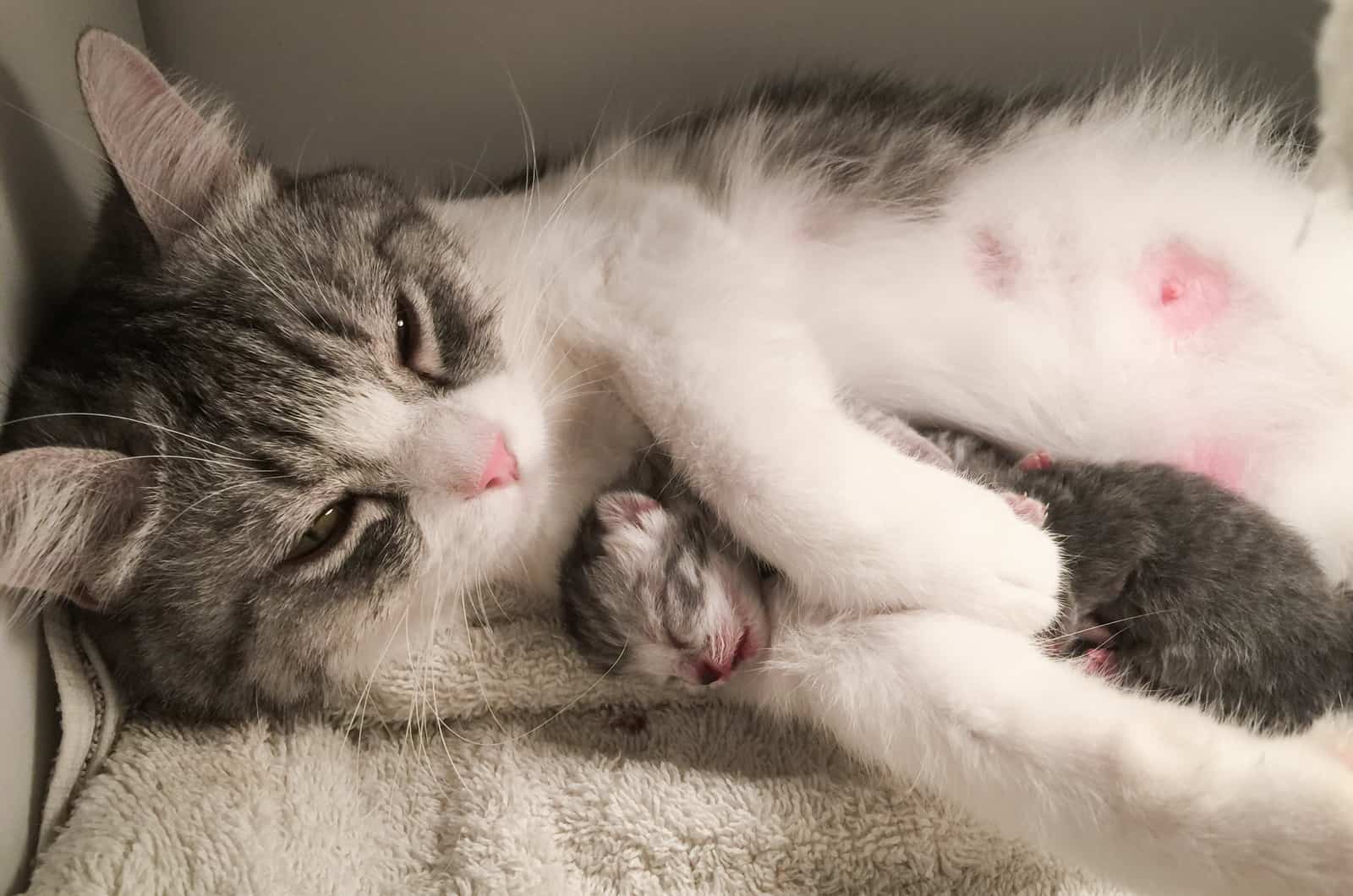 pregnant cat sleeping