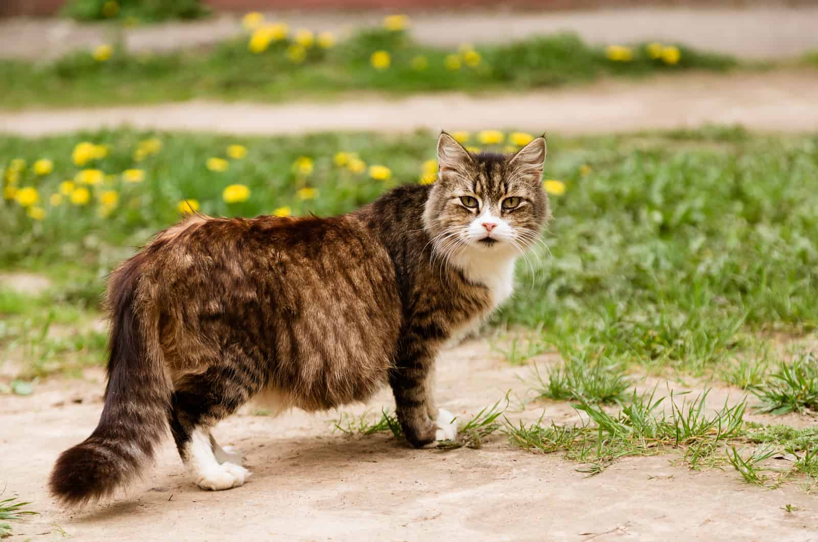 pregnant cat walking outside