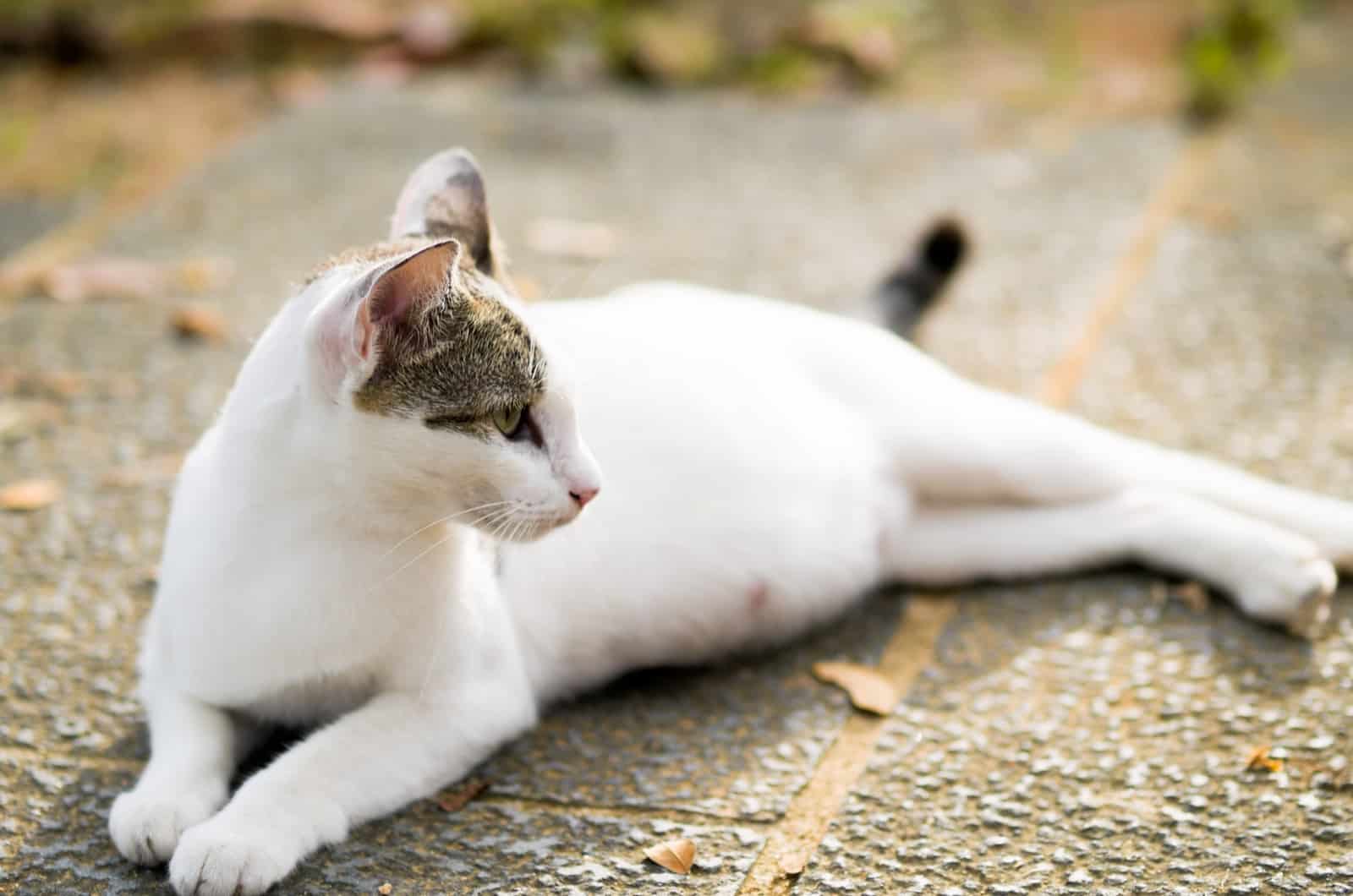 pregnant white cat