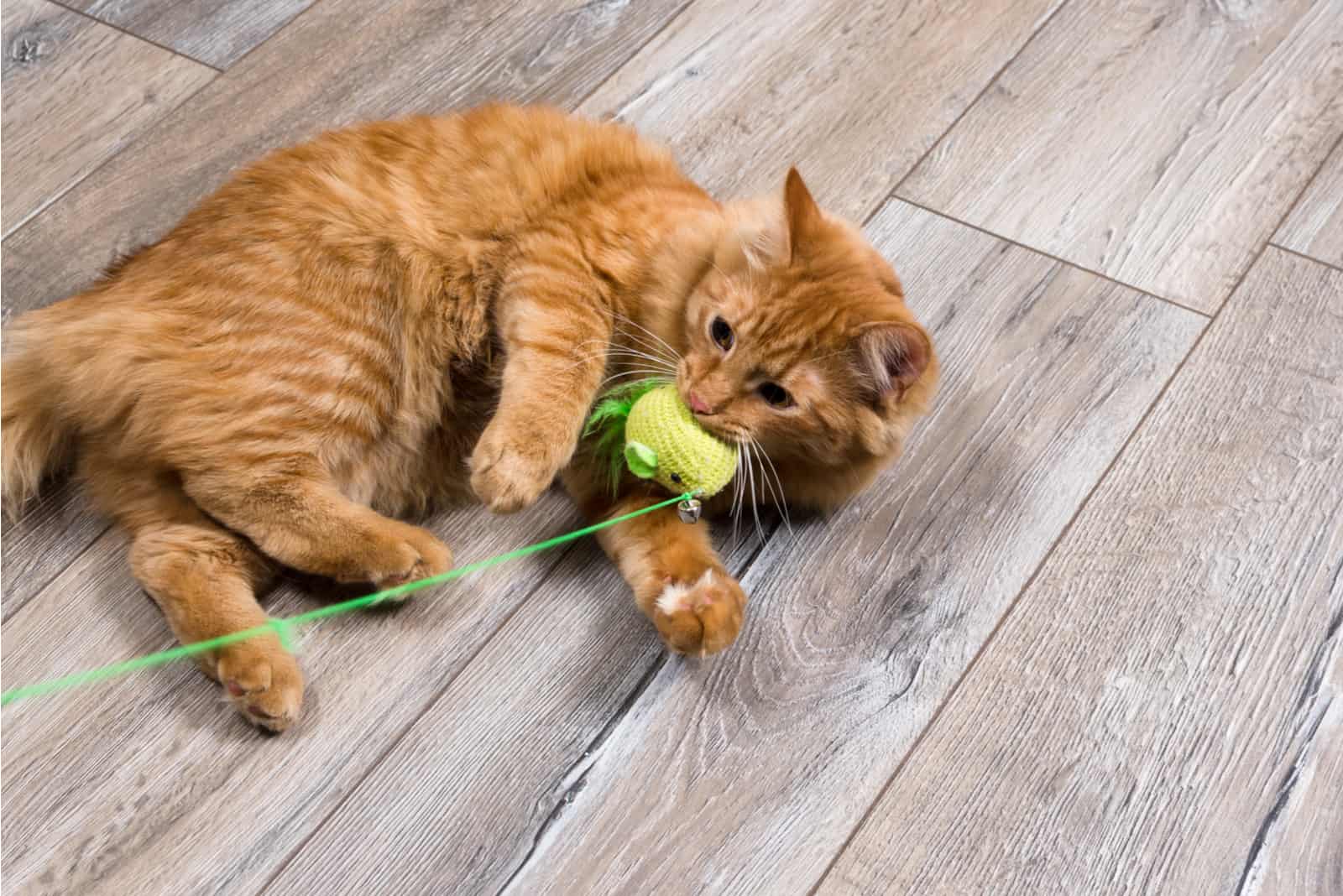 red cat playing with toy