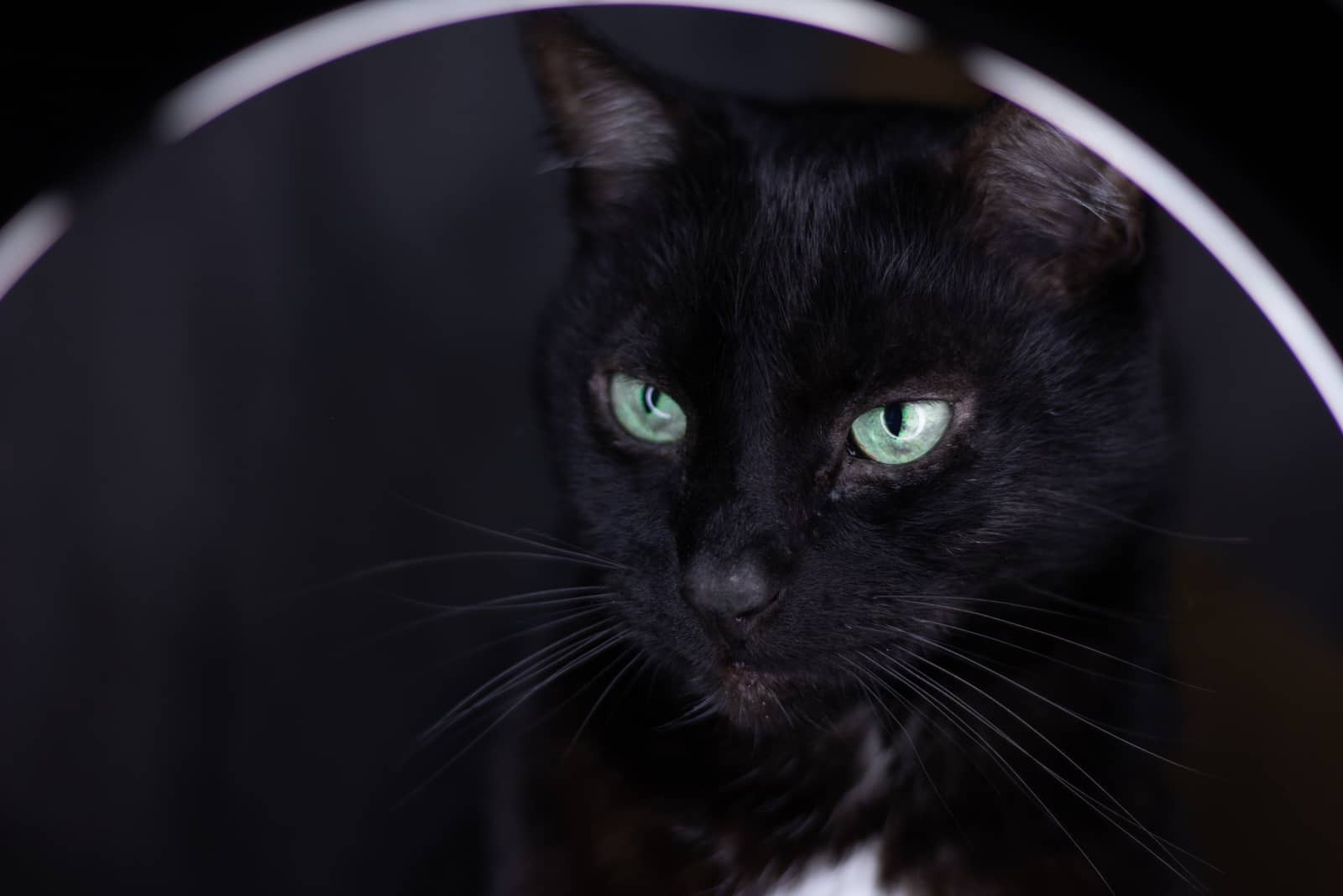 russian blue cat in the dark