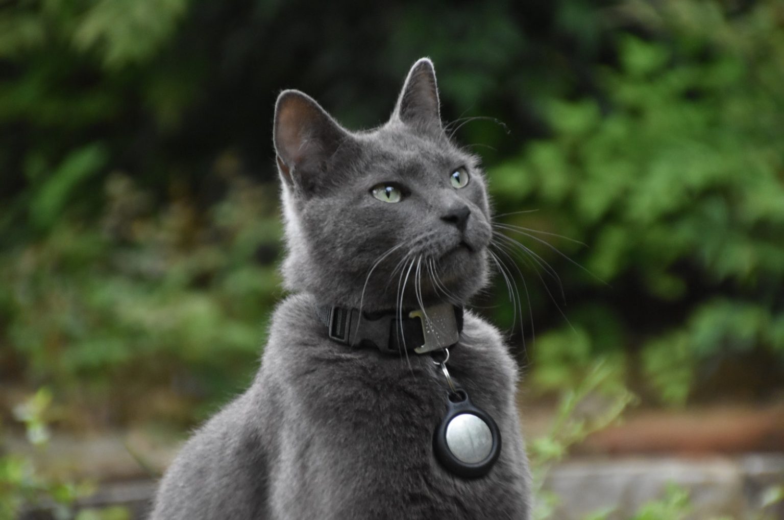 Russian Blue Cat Price Guide Useful Things You Should Know