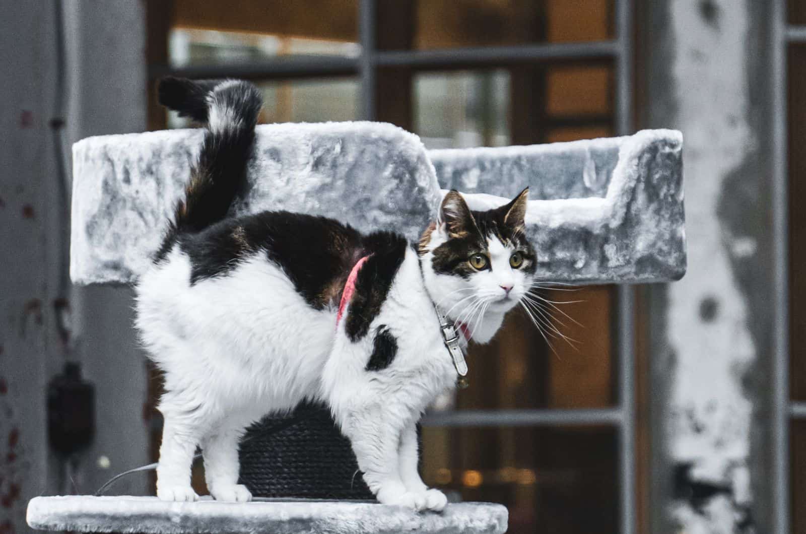 scared cat standing on stairs