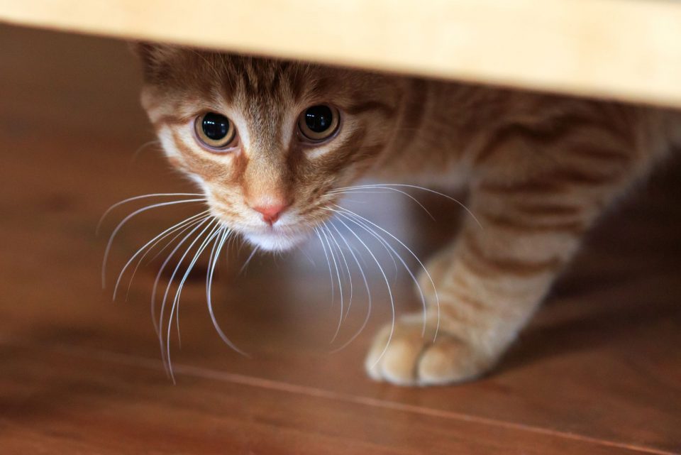 Why Is My Cat Scared Of Something I Can’t See?