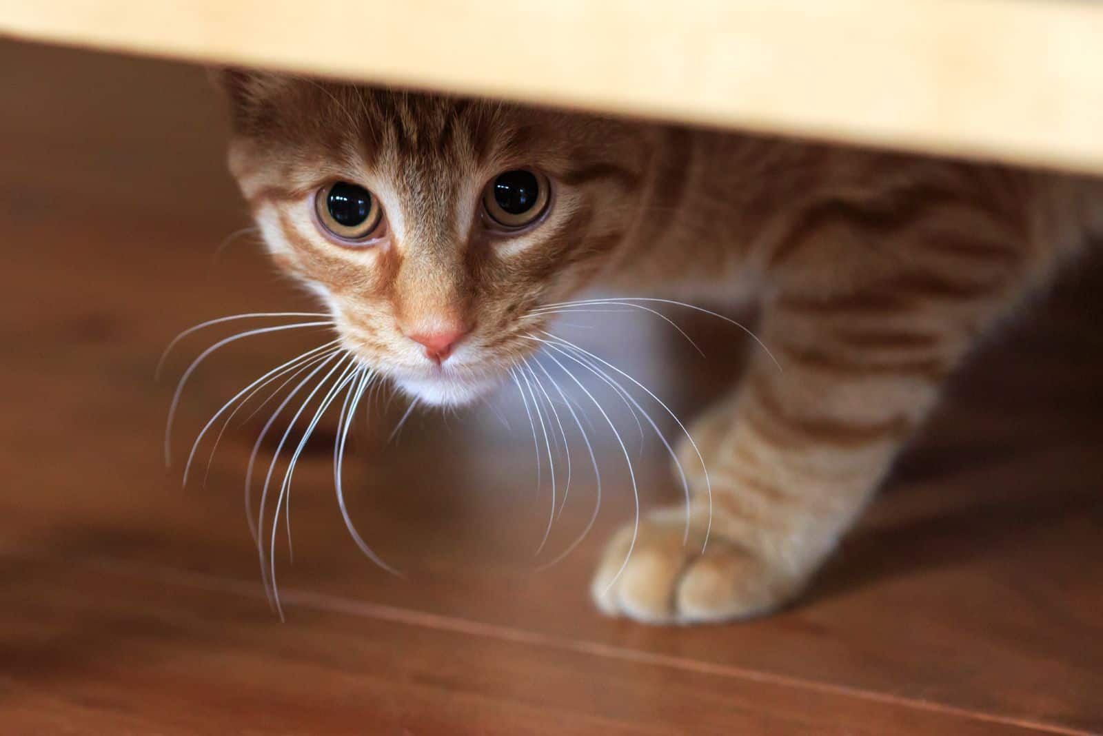 scared yellow cat under the bed