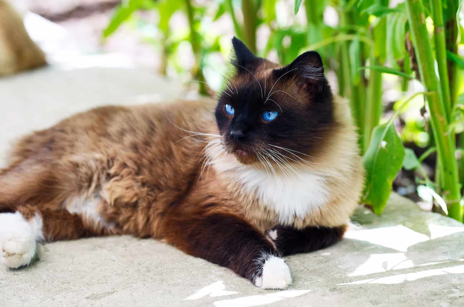 siamese cat is lying down and resting