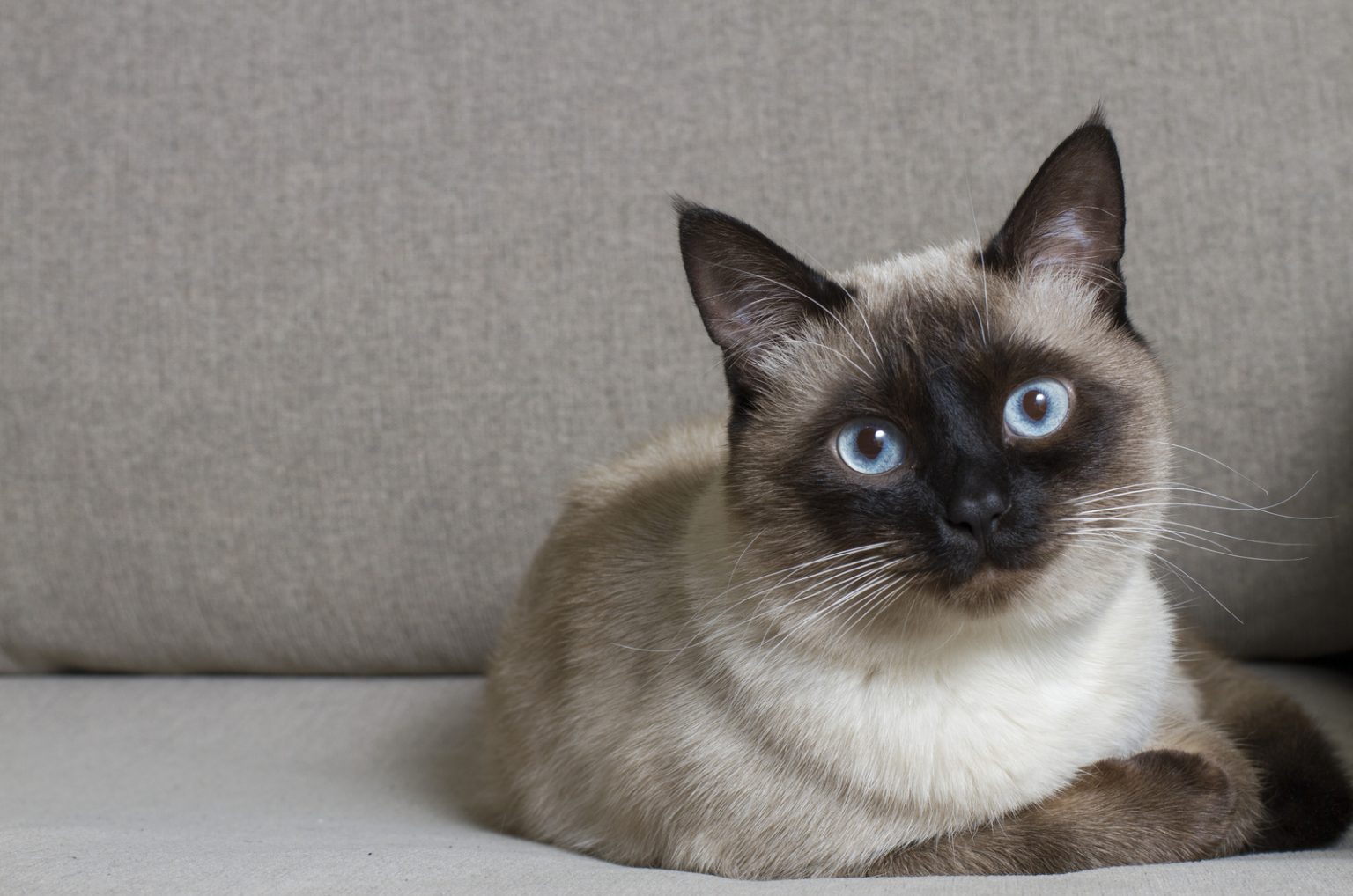 Siamese Cat Breeders In Illinois: Breeders List