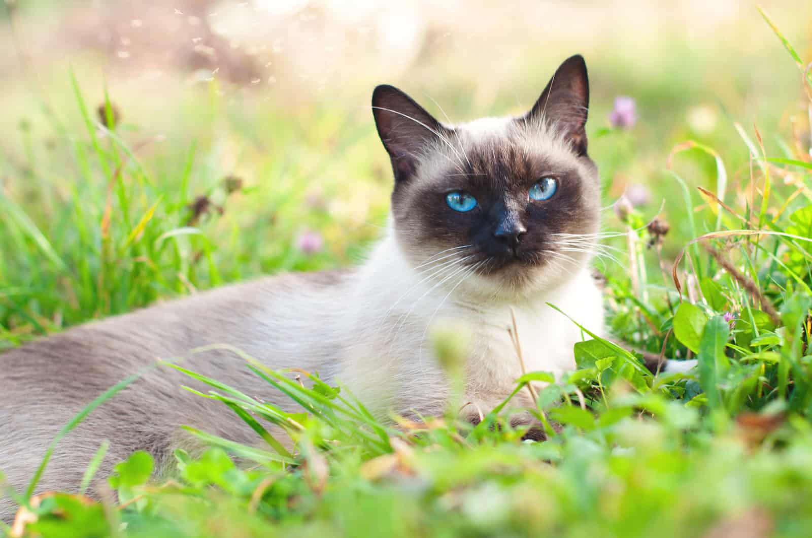 siamese cat sitting in green grass